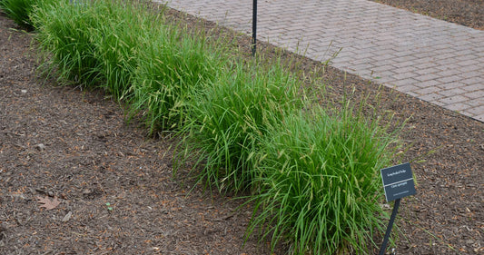 Long-beaked sedge (Carex sprengelii)
