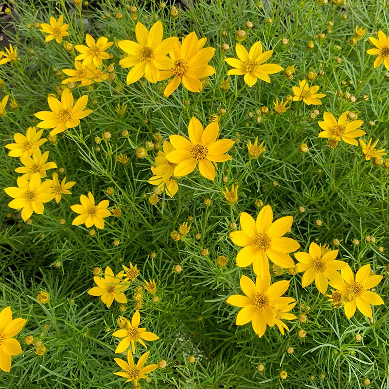 Prairie Coreopsis (Coreopsis palmata)