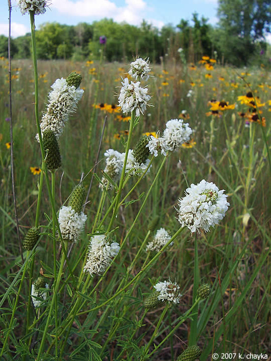 White Prairie Clover (Dalea candida)