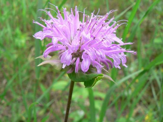 Common Bee Balm (Monarda fistulosa)
