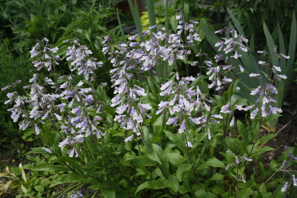 Hairy Beardtongue (Penstemon hirsutus)