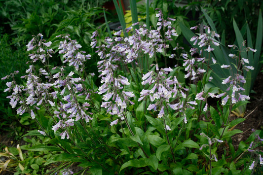 Hairy Beardtongue (Penstemon hirsutus)