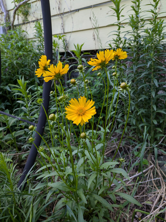 Lanceleaf Coreopsis (Coreopsis lanceolata)