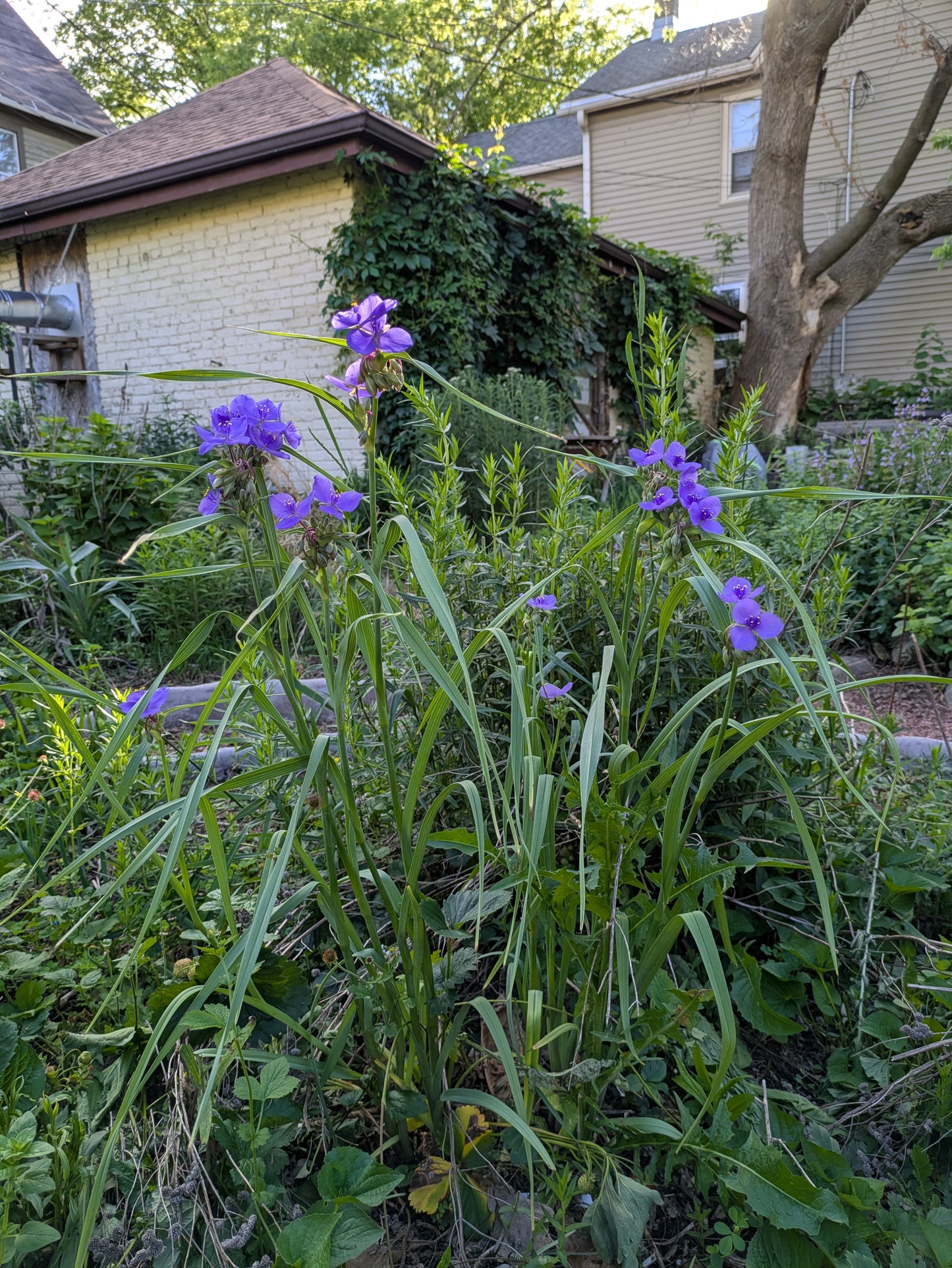 Ohio spiderwort (tradescantia ohiensis)
