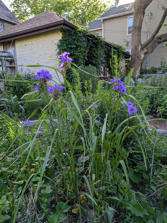 Ohio spiderwort (tradescantia ohiensis)