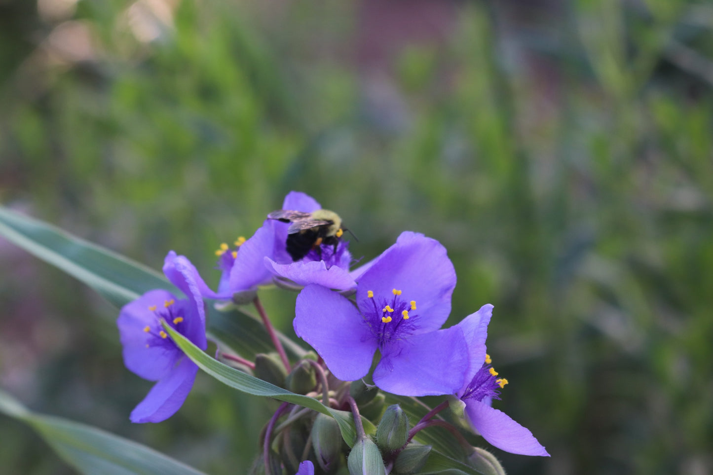 Ohio spiderwort (tradescantia ohiensis)