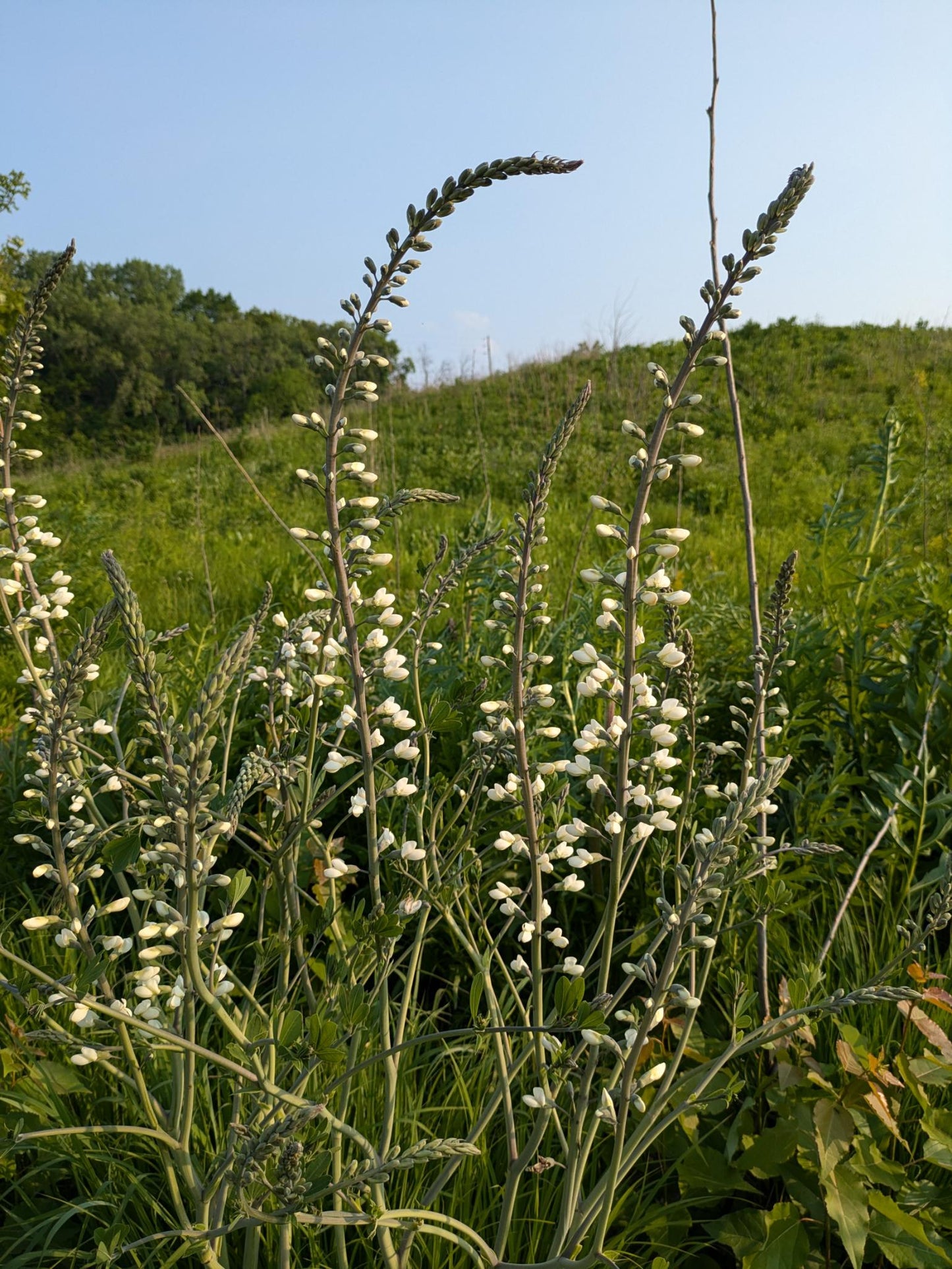 White Wild Indigo (Baptisia alba)