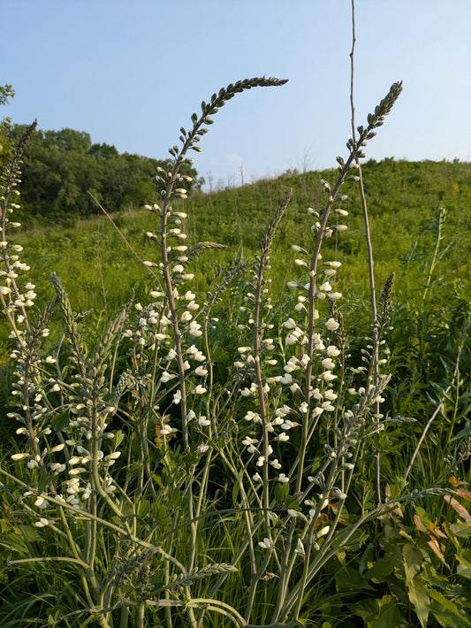 White Wild Indigo (Baptisia alba)