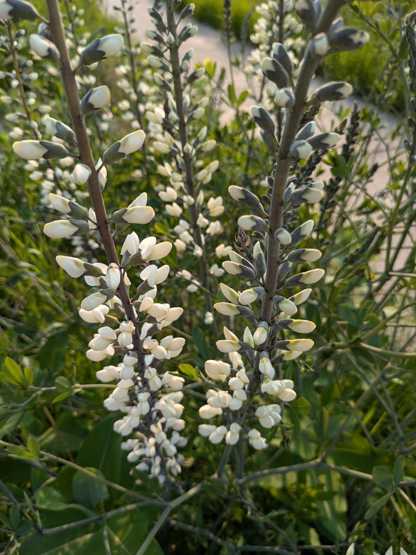 White Wild Indigo (Baptisia alba)
