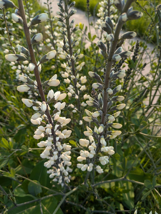 White Wild Indigo (Baptisia alba)