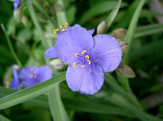 Ohio spiderwort (tradescantia ohiensis)