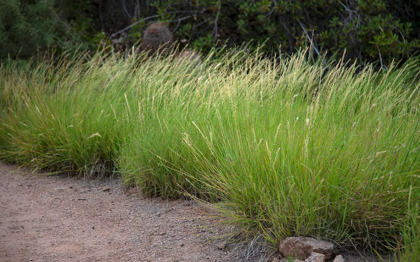 Side-Oats Grama (Bouteloua curtipendula)