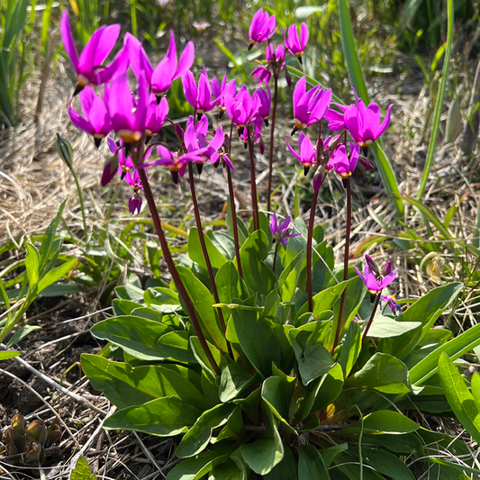 Amethyst Shooting Star (Dodecatheon amethystinum)