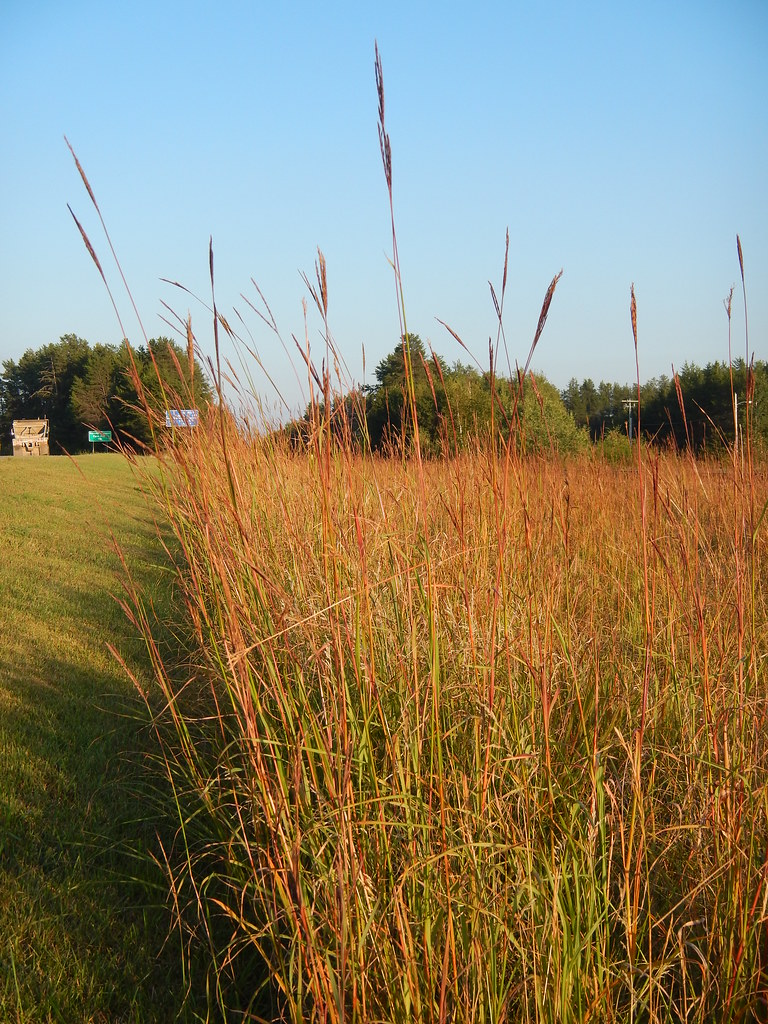 Big Bluestem (Andropogon gerardii)