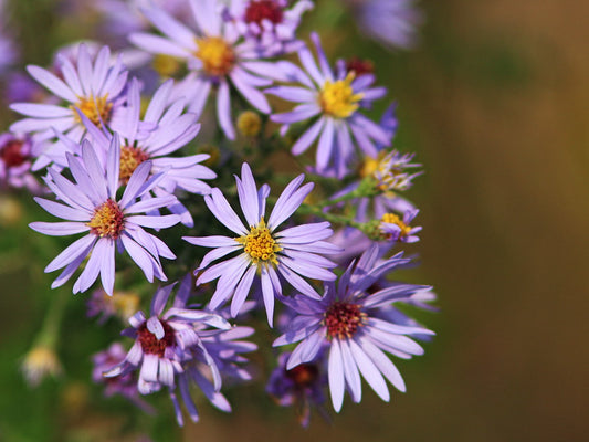 Aromatic Aster (Symphyotrichum oblongifolium)