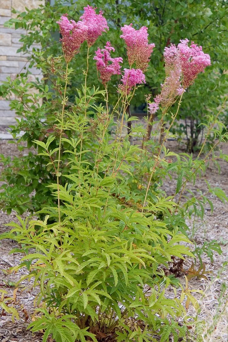 Queen of the Prairie (Filipendula rubra)