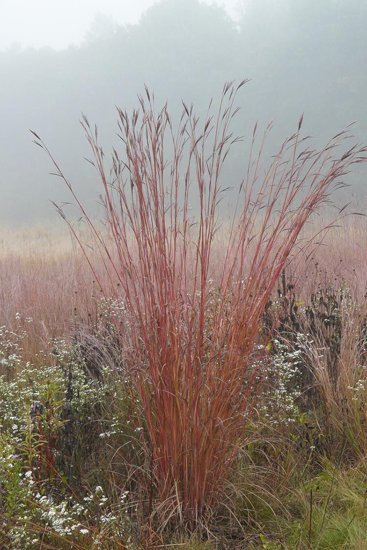 Indian Grass (Sorghastrum nutans)