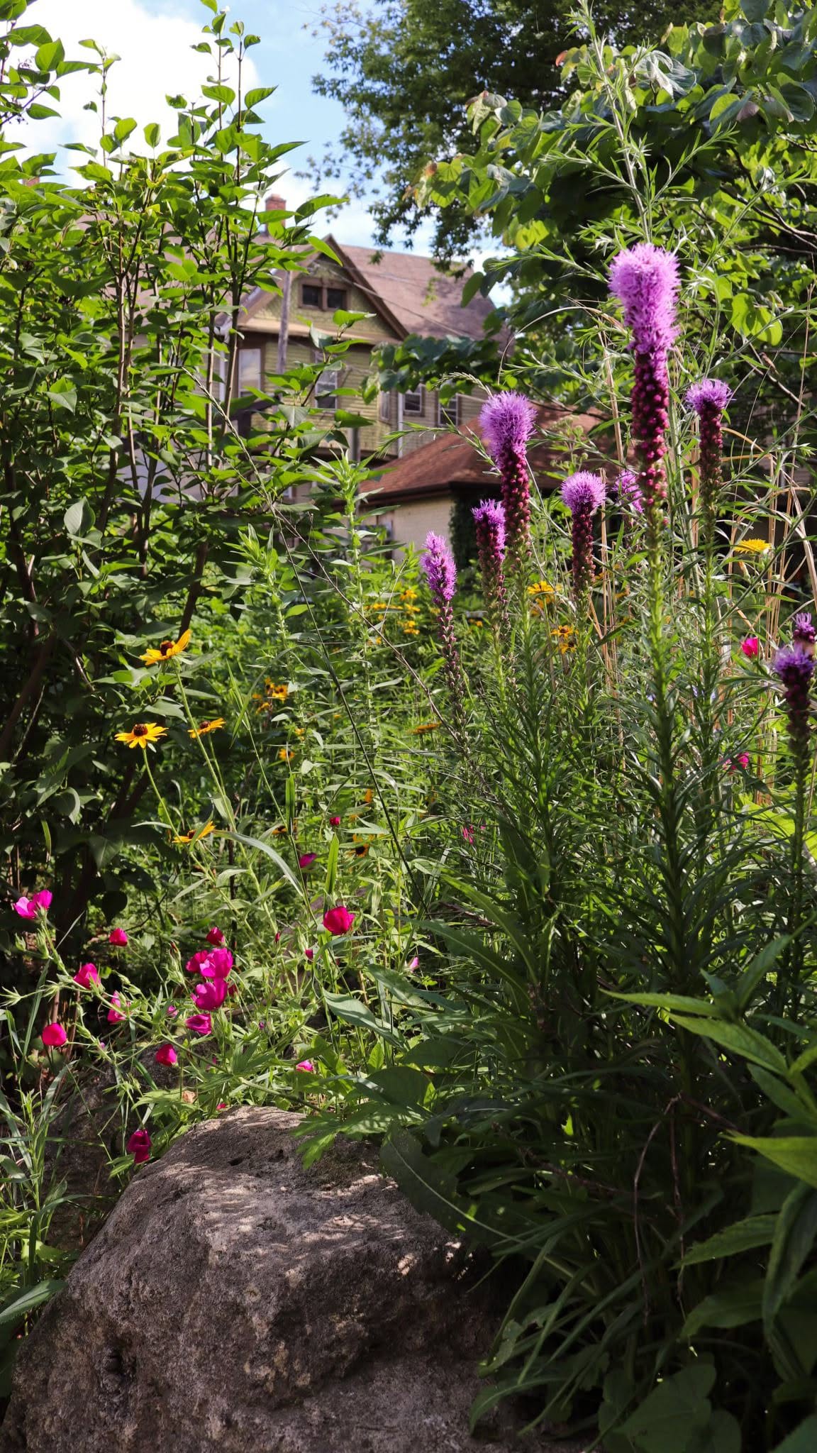 Dense Blazing Star (Liatris spicata)