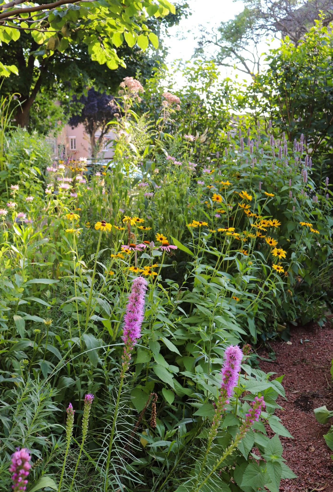 Dense Blazing Star (Liatris spicata)