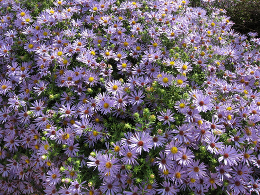 Aromatic Aster (Symphyotrichum oblongifolium)