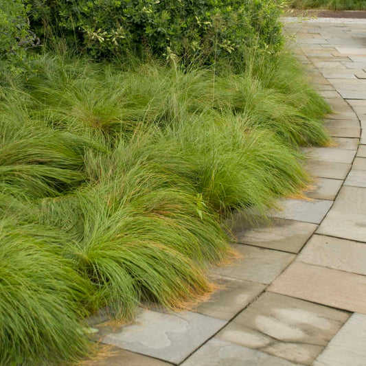 Prairie Dropseed (Sporobolus heterolepis)