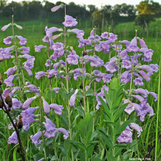 Large-Flowered Beardtongue (Penstemon grandiflorus)