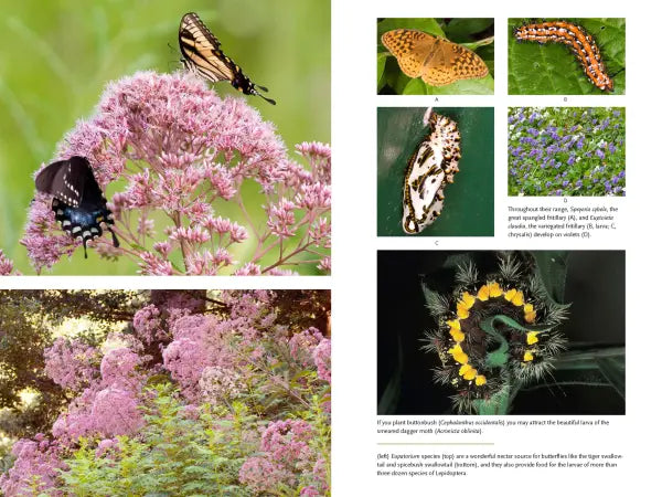 Bringing Nature Home: How You Can Sustain Wildlife with Native Plants