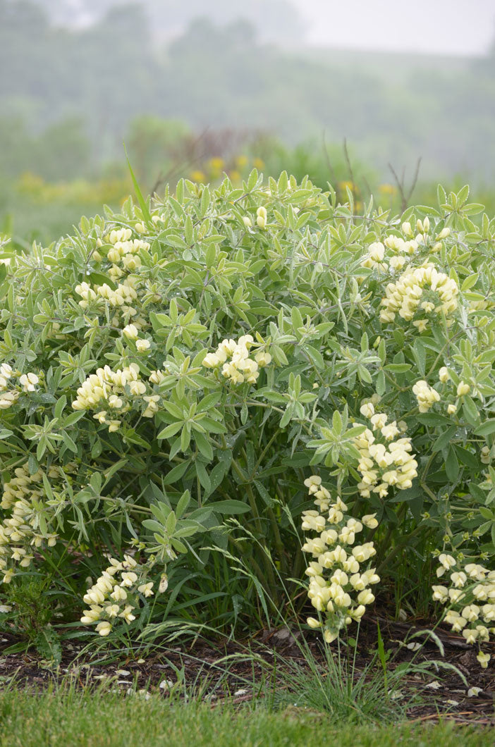 Cream Wild Indigo (Baptisia bracteata)