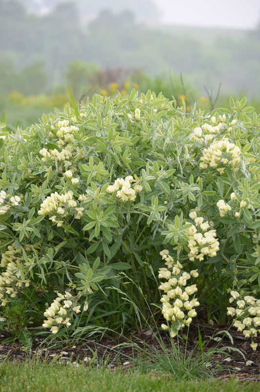 Cream Wild Indigo (Baptisia bracteata)