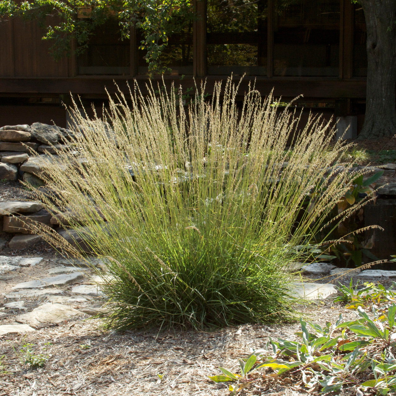 Side-Oats Grama (Bouteloua curtipendula)