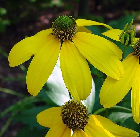 Wild Golden Glow (Rudbeckia laciniata)