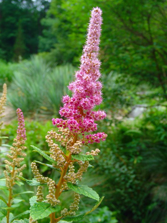 Steeplebush (Spiraea tomentosa)