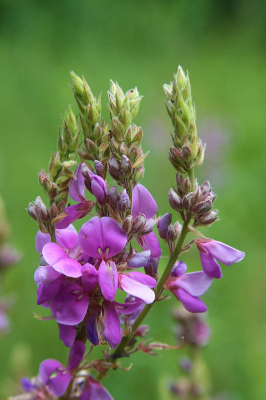 Showy Tick Trefoil (Desmodium canadense)