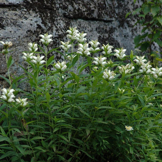 Turtlehead (Chelone glabra)