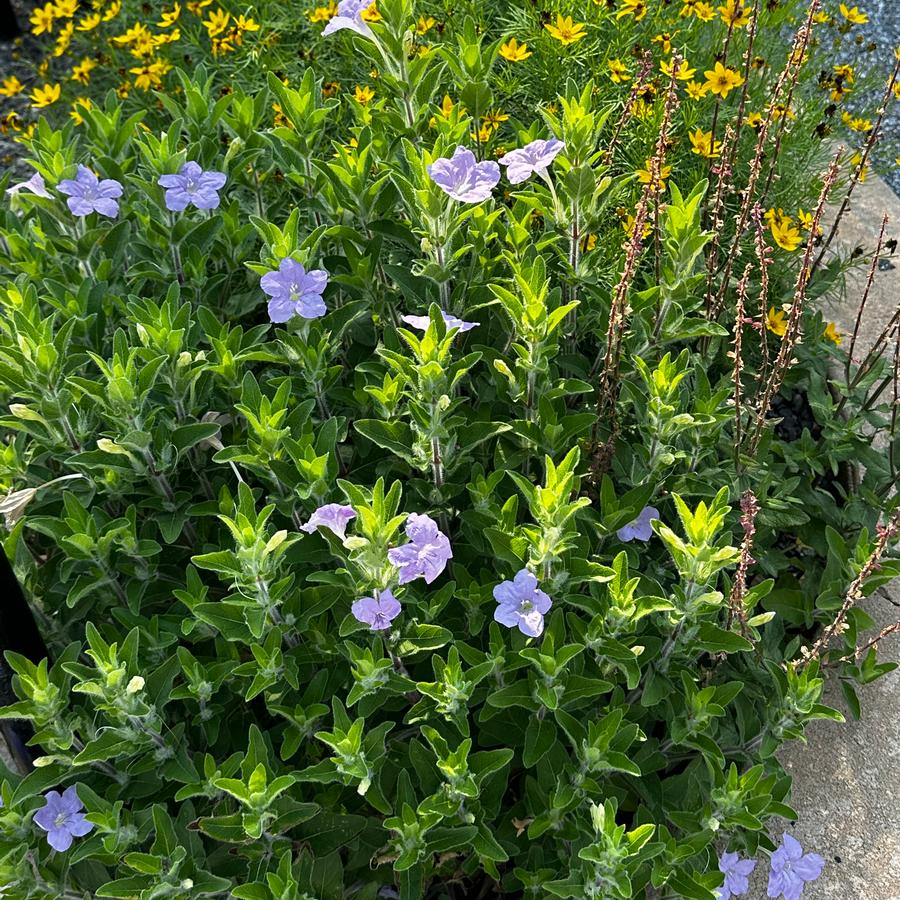 Wild Petunia (Ruellia humilis)