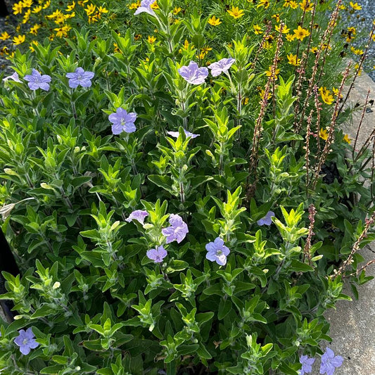 Wild Petunia (Ruellia humilis)