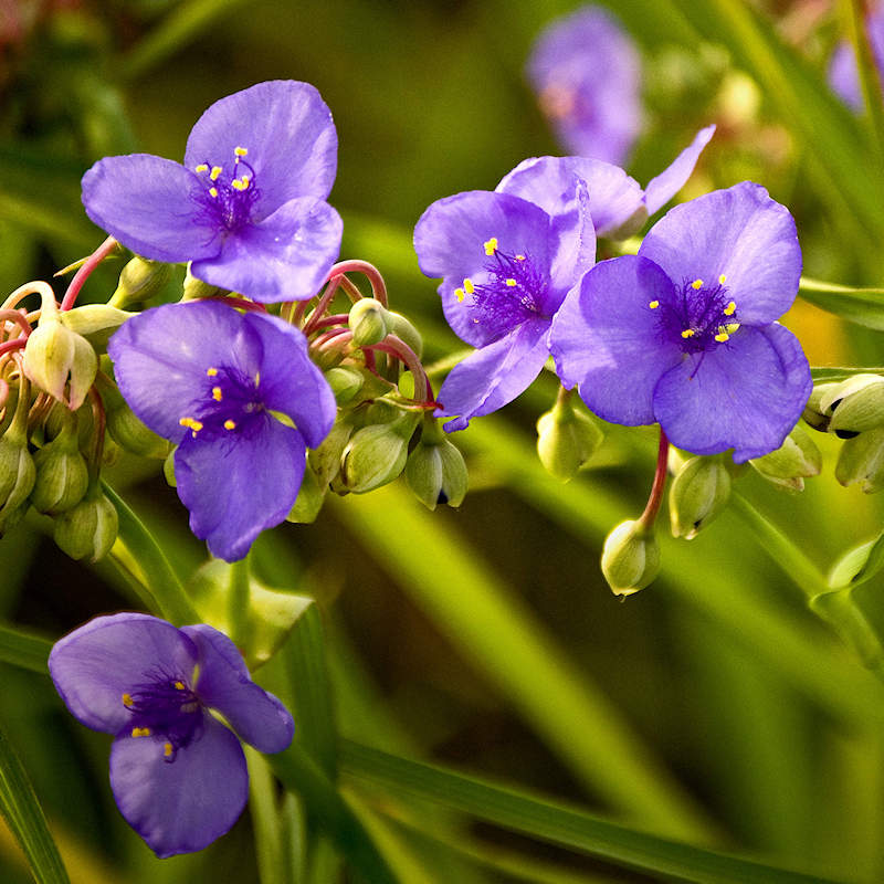 Prairie Spiderwort (Tradescantia occidentalis)