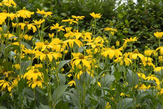 Wild Golden Glow (Rudbeckia laciniata)