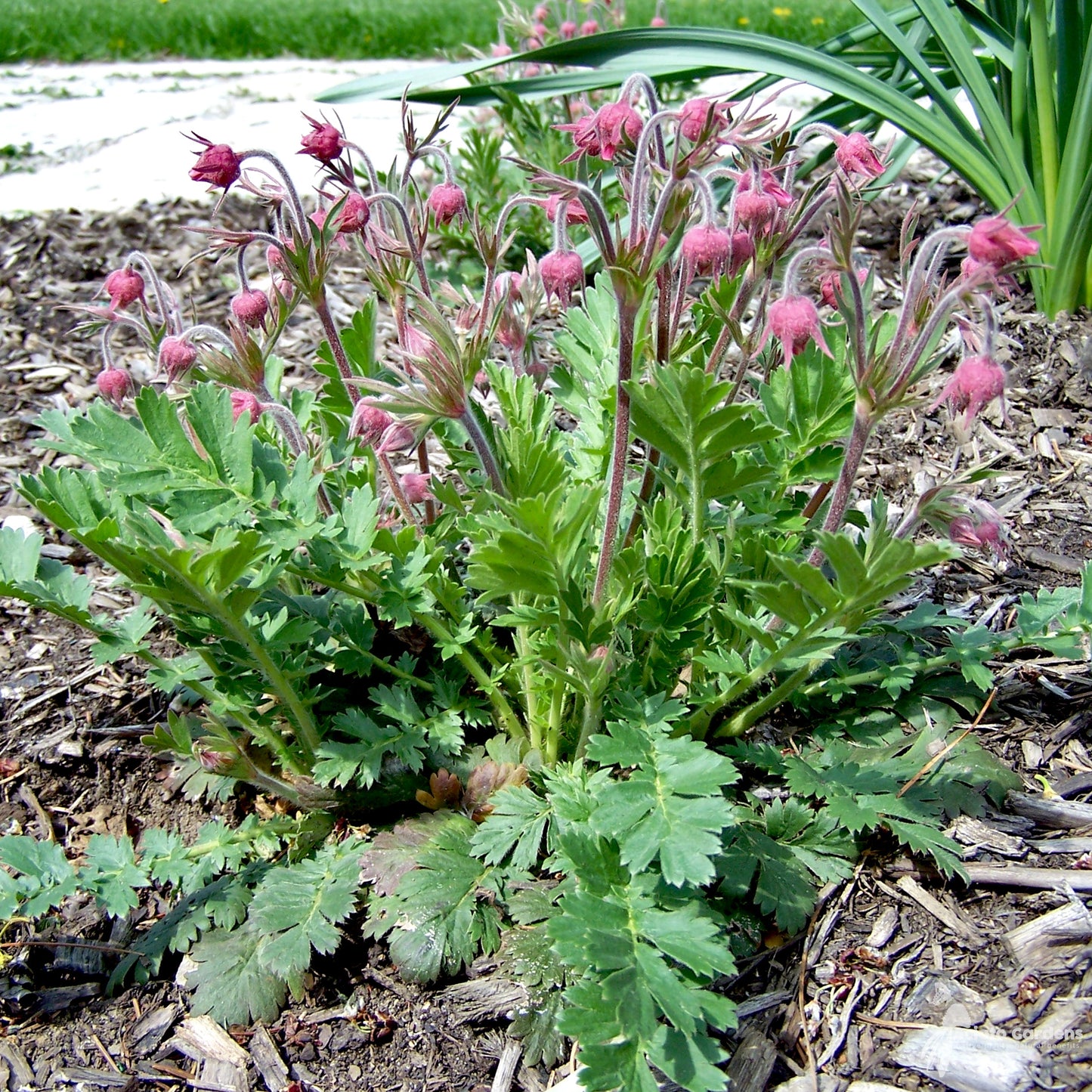 Prairie Smoke (Geum triflorum)