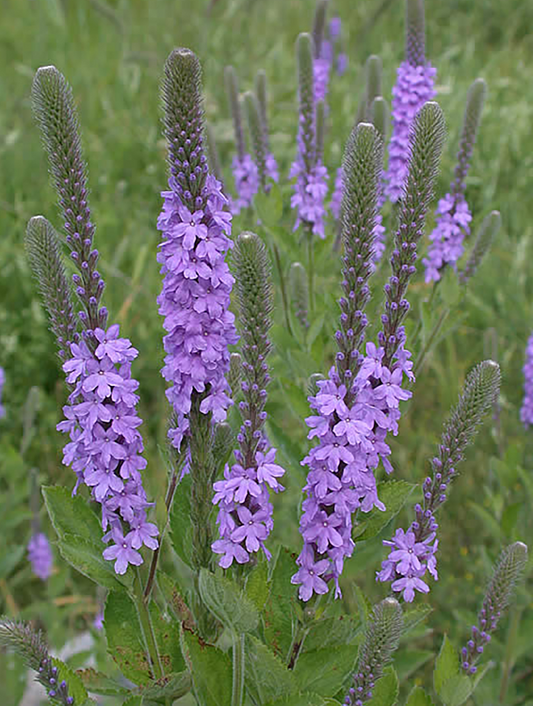 Hoary Vervain (Verbena stricta)