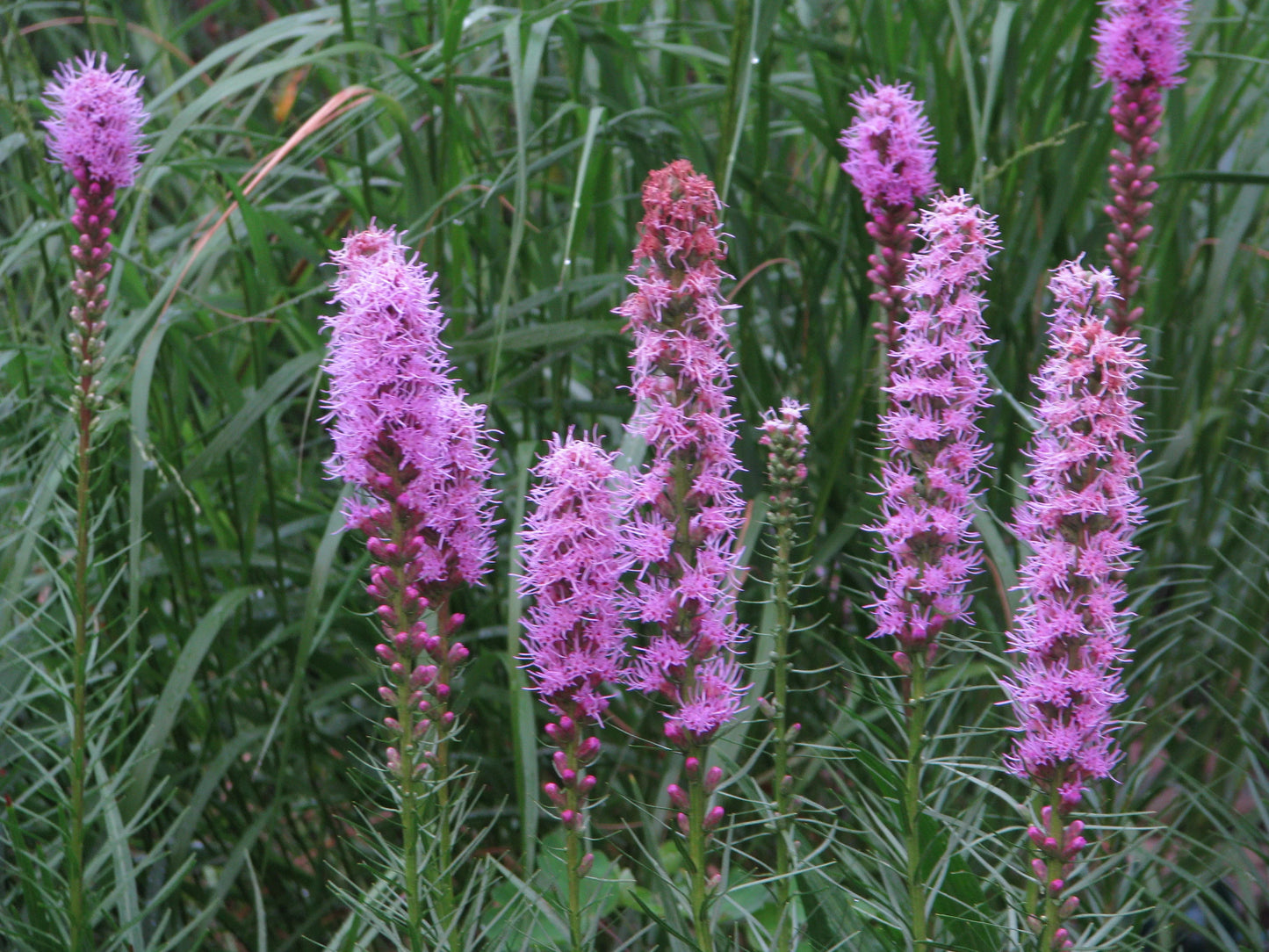 Dense Blazing Star (Liatris spicata)