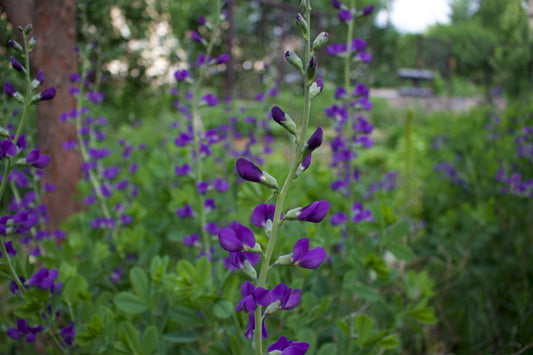 Blue wild indigo (baptisia australis)
