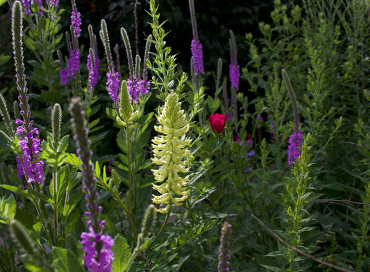 Canada Milk Vetch (Astragalus canadensis)