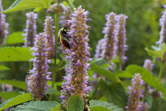 Anise Hyssop (Agastache foeniculum)