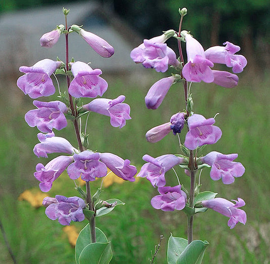 Large-Flowered Beardtongue (Penstemon grandiflorus)