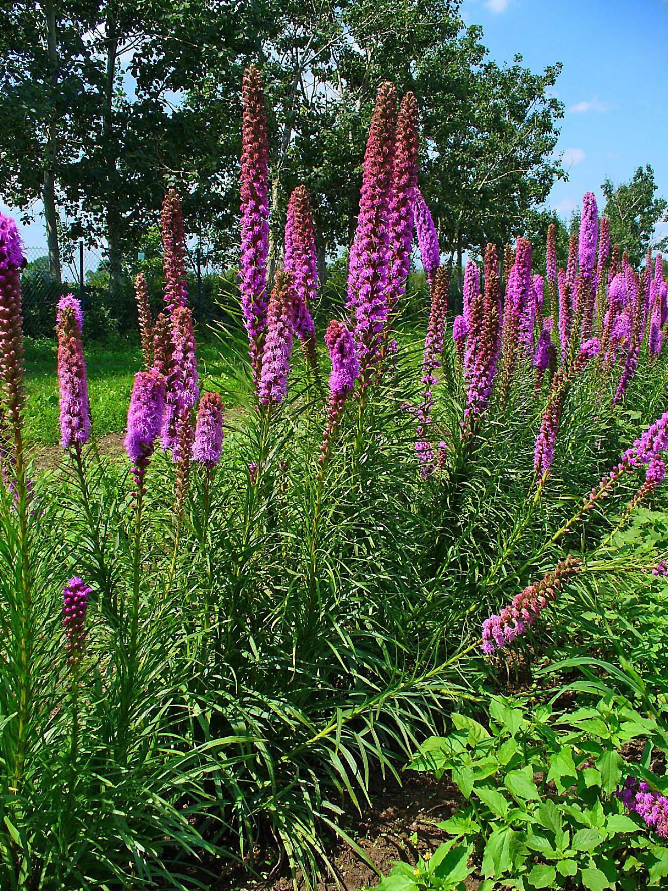 Prairie Blazing Star (Liatris pycnostachya)
