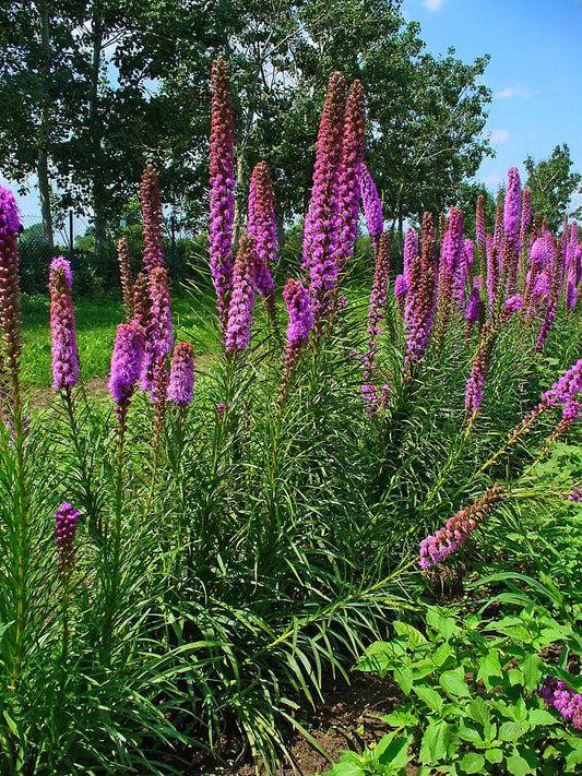 Prairie Blazing Star (Liatris pycnostachya)