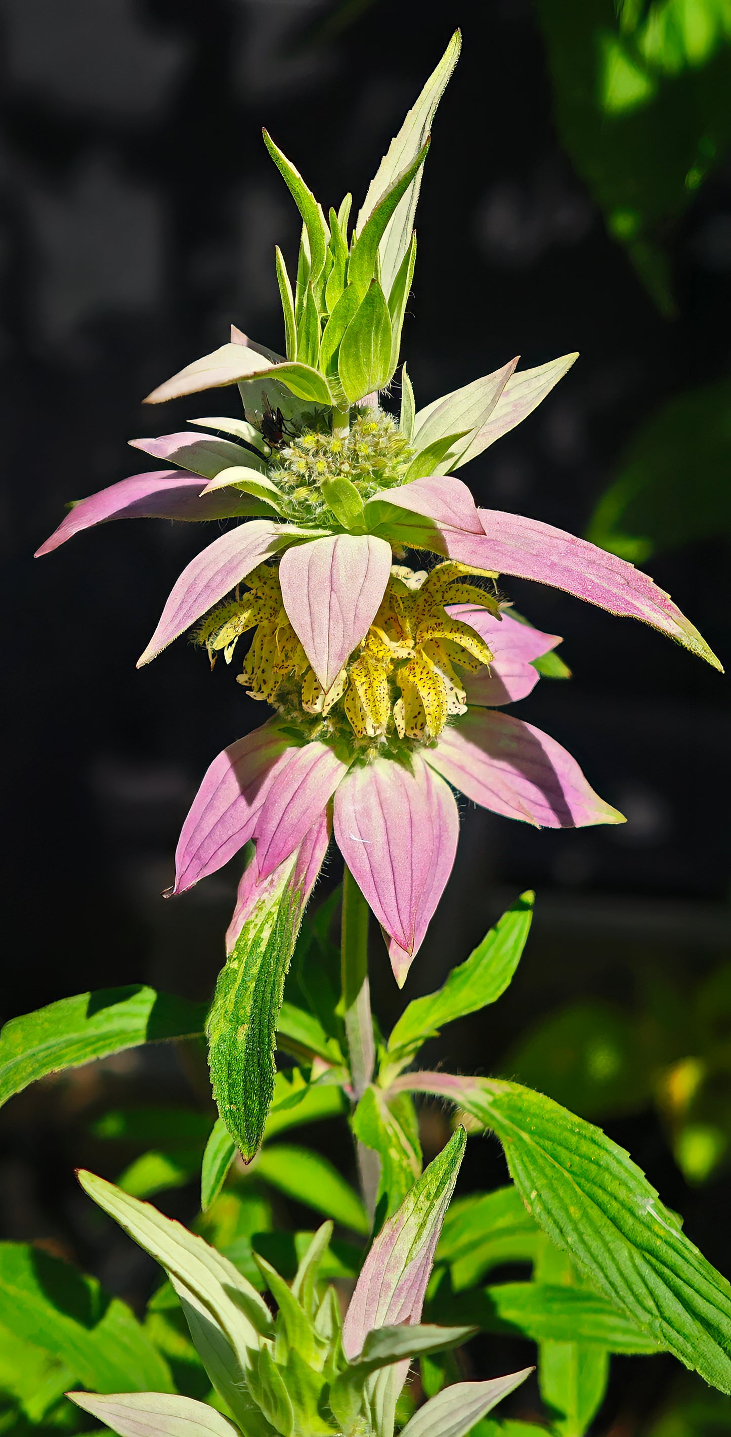 Spotted Bee Balm (Monarda punctata)