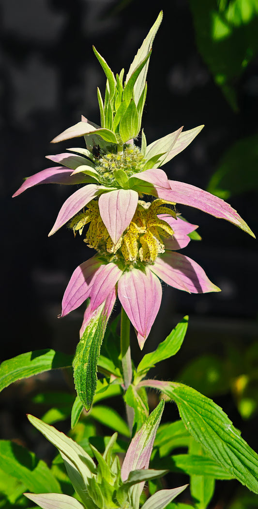 Spotted Bee Balm (Monarda punctata)