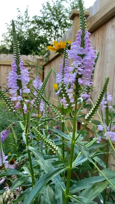 Obedient Plant (Physostegia virginiana)